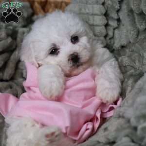 Joy, Bichon Frise Puppy